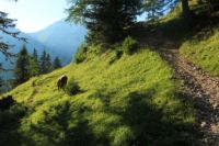 2015-07-01_2Drijaggenalm (216).JPG